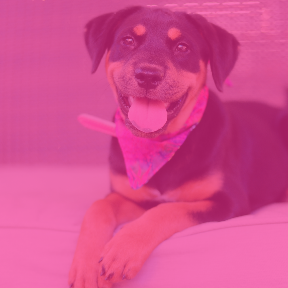 Good Karma Pet Rescue of South Florida