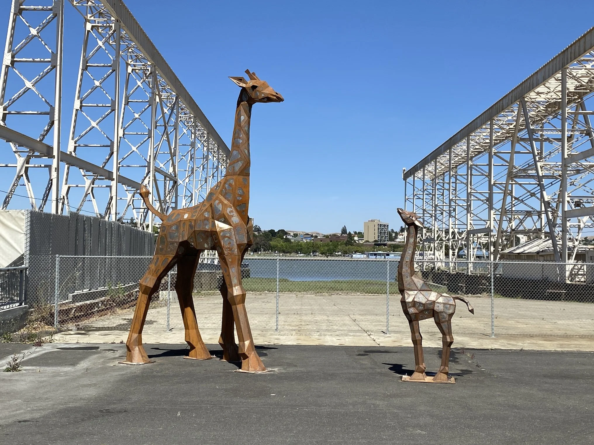 GIRAFFES by Martin Taylor