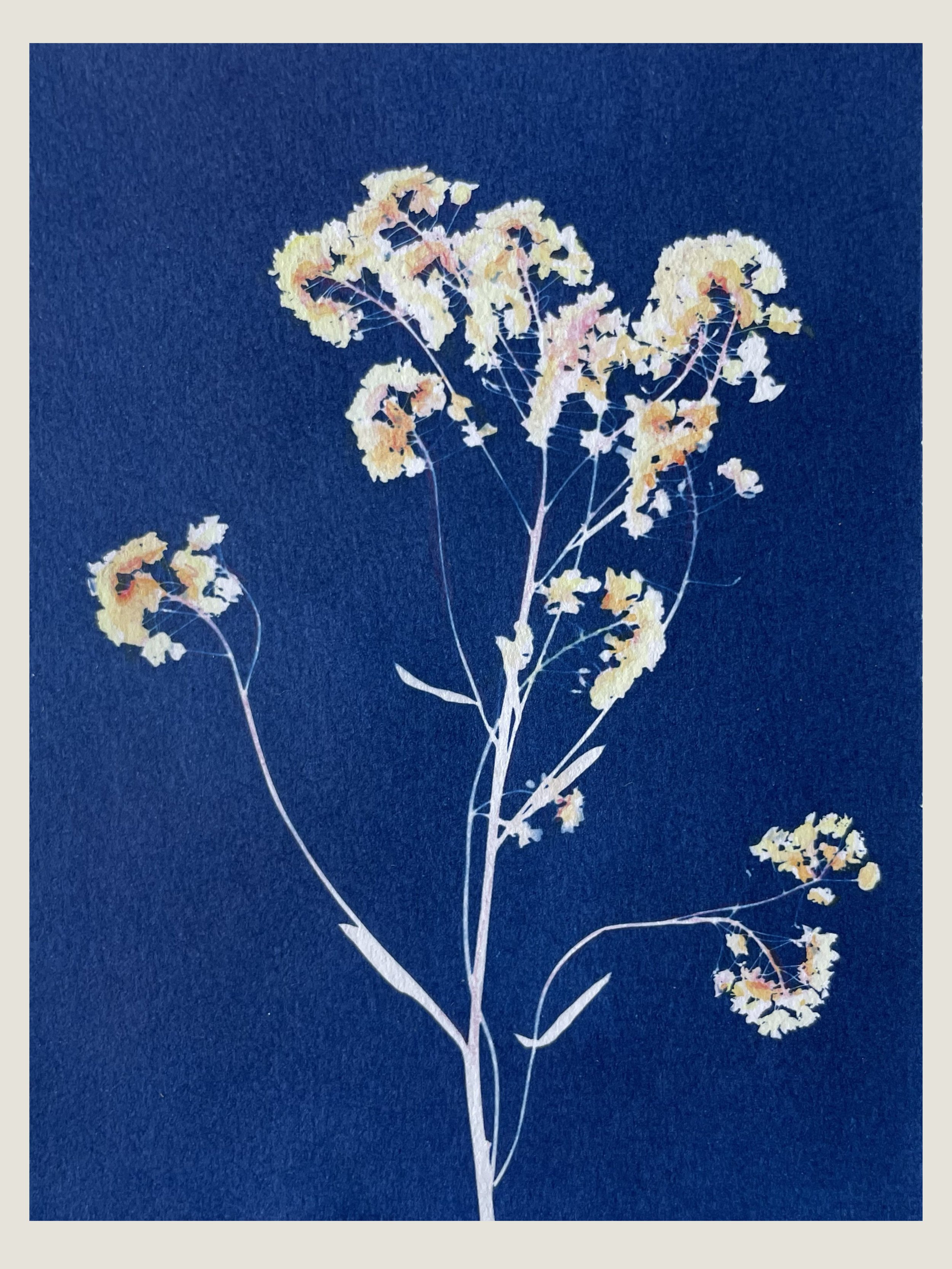 One-of-a-kind Cyanotype Card, Illuminated with Watercolour