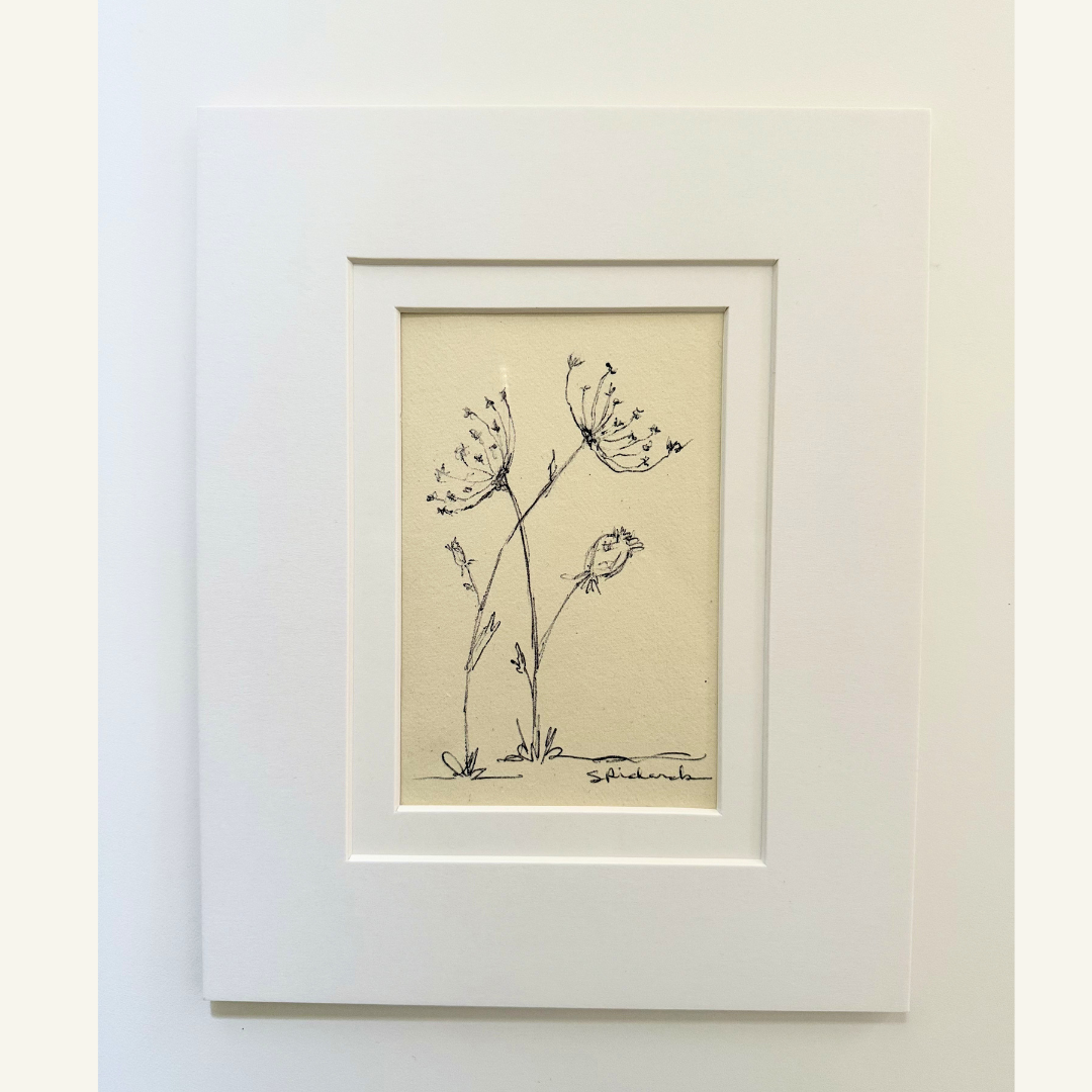 Queen Annes Lace matted.png