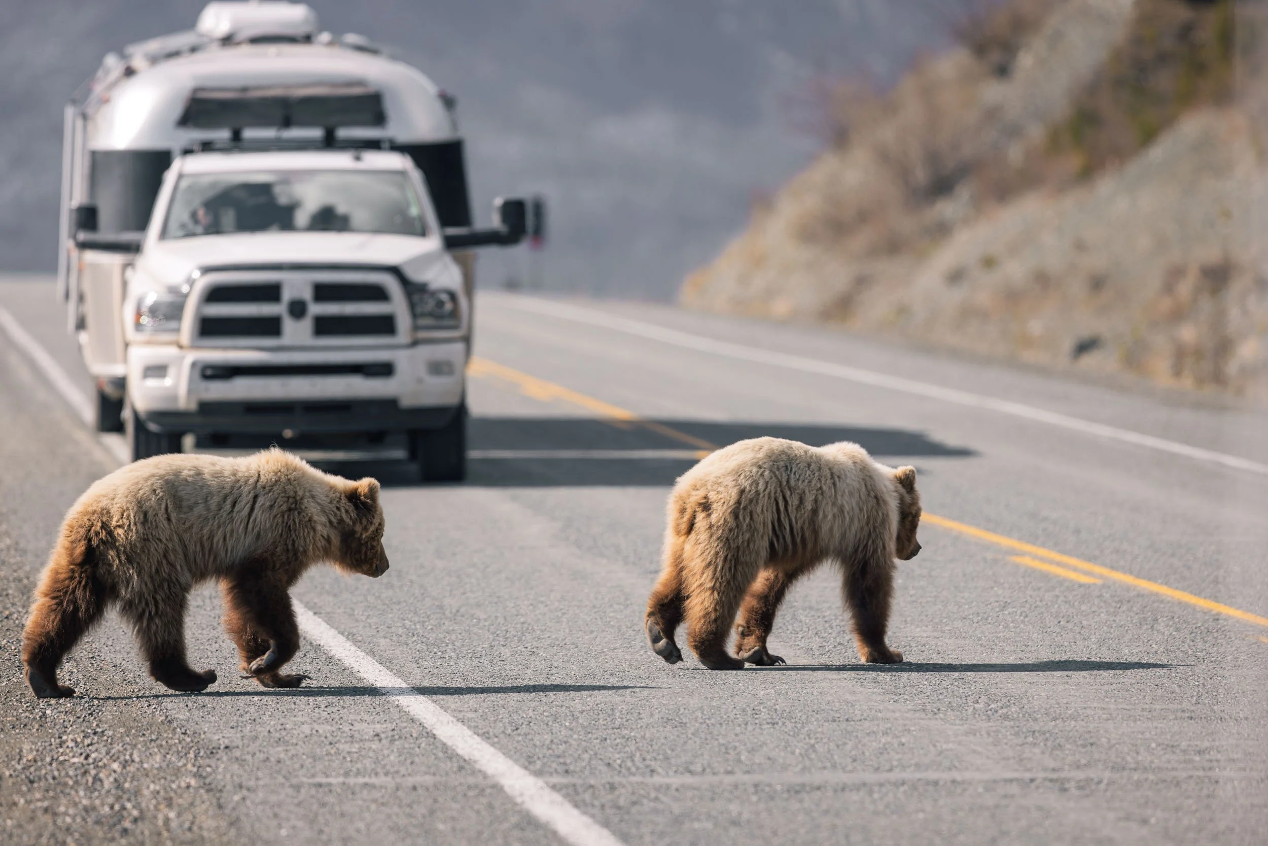 grizzly-bears-road-truck-airstream-alcan-highway.JPG