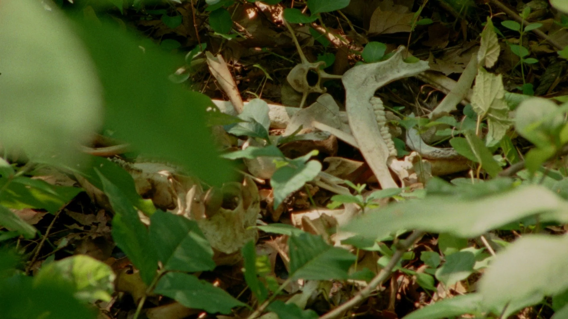 Still 2025-08-10 204439_1.43.1.jpg