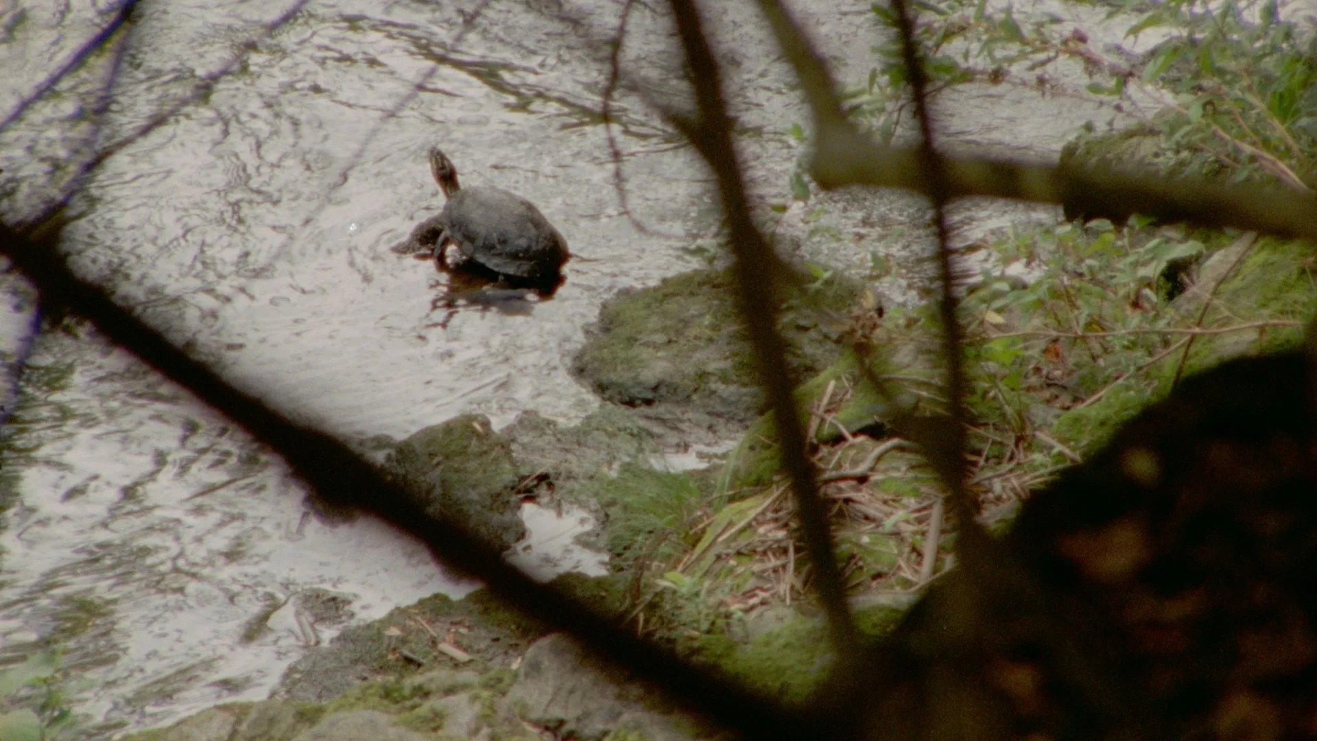 Still 2025-08-10 204439_1.49.1.jpg