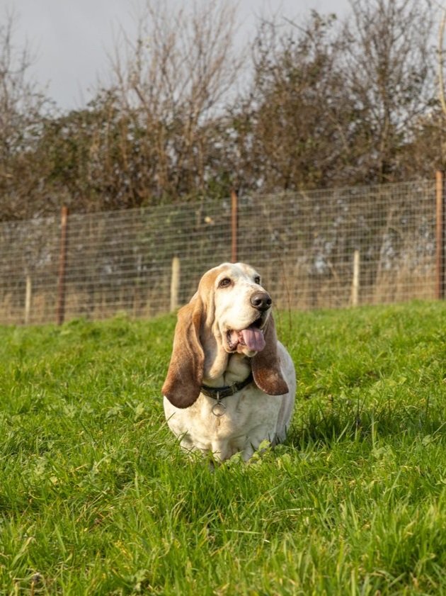 DogzUnleashed_58.jpg