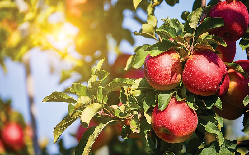 Apple-orchard-close-up.jpg