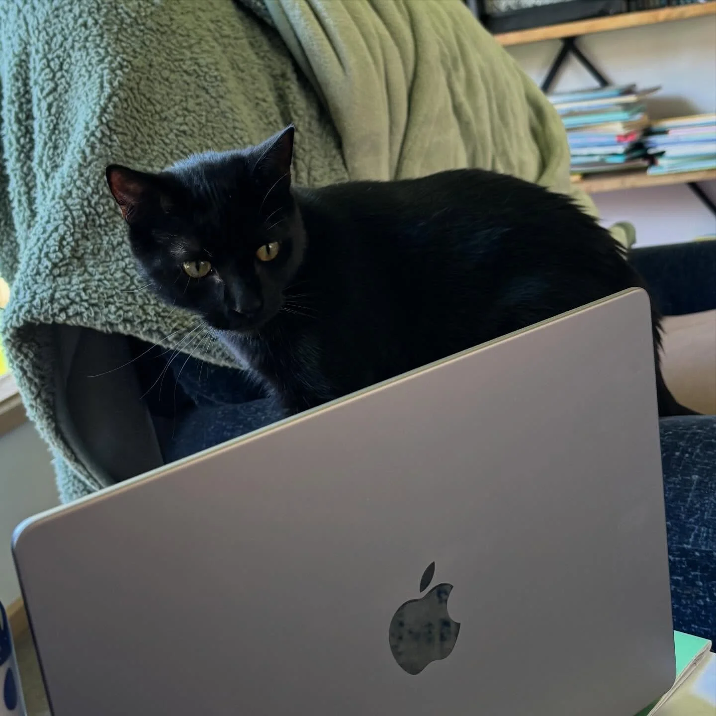 First reader. 
His feedback - not enough cats. 🐈&zwj;⬛ 
At least he didn&rsquo;t think it was a CATastrophe. I&rsquo;ve asked him to think up a CATchy title. 
Okay I&rsquo;ll stop meow. 🤭 

#writing #reading #cat #aussieauthor #author #writemore #r