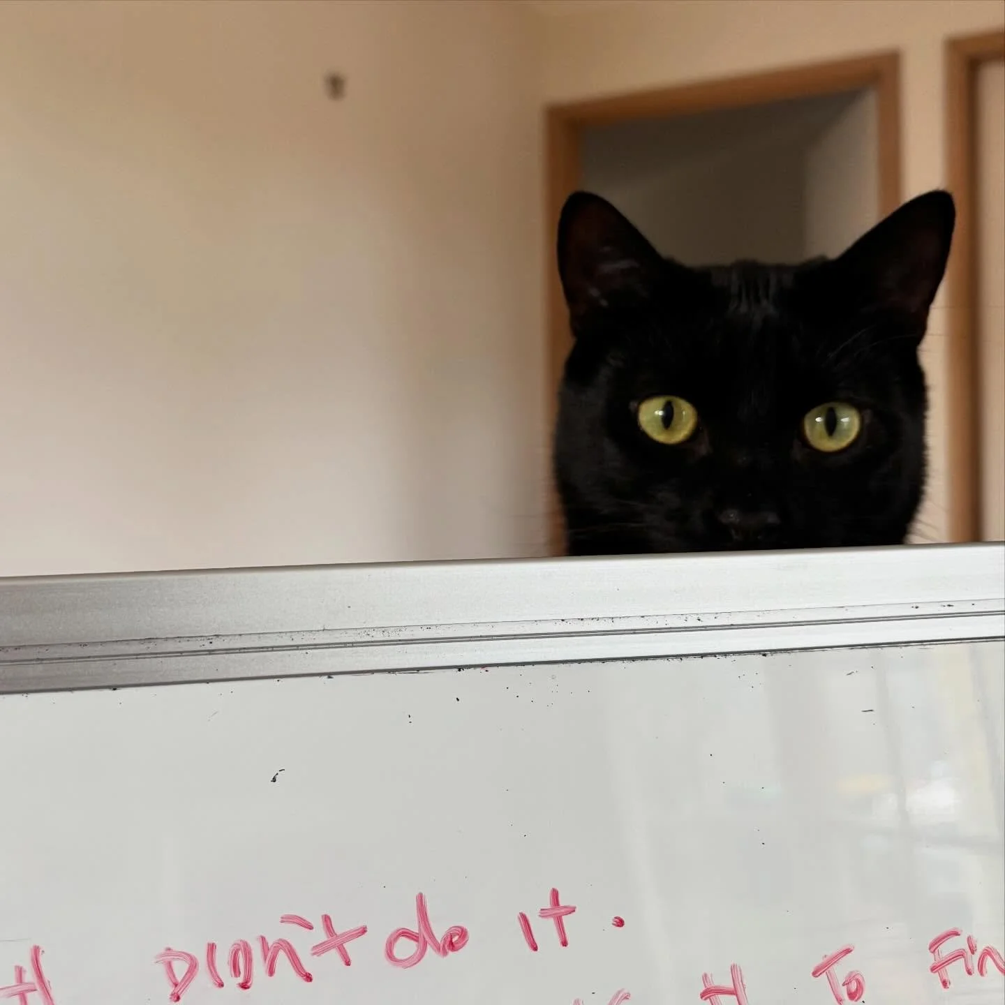 Eyes of approval or disdain? I&rsquo;ll never know. 
I&rsquo;m going to assume he&rsquo;s nonchalantly impressed. 

#catsofinstagram #writerscat #aussieauthor