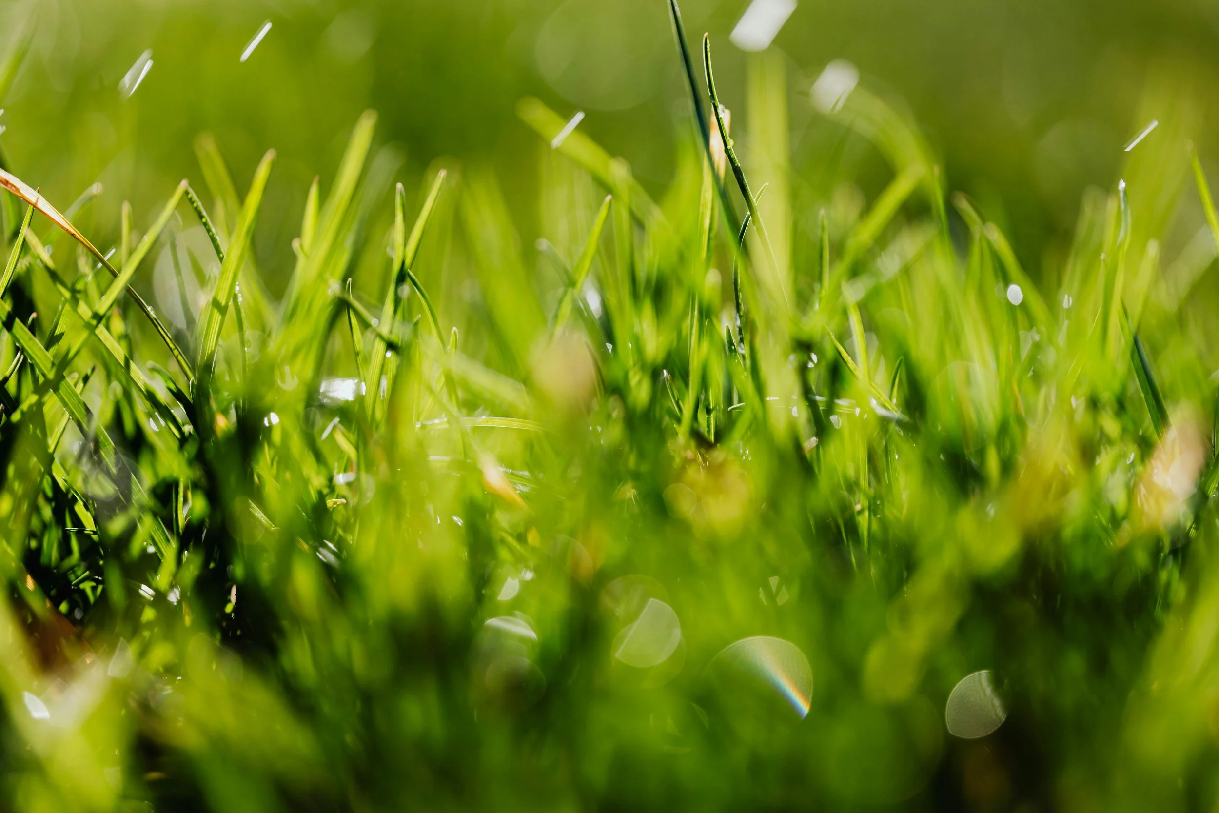 lush spring grass.jpg