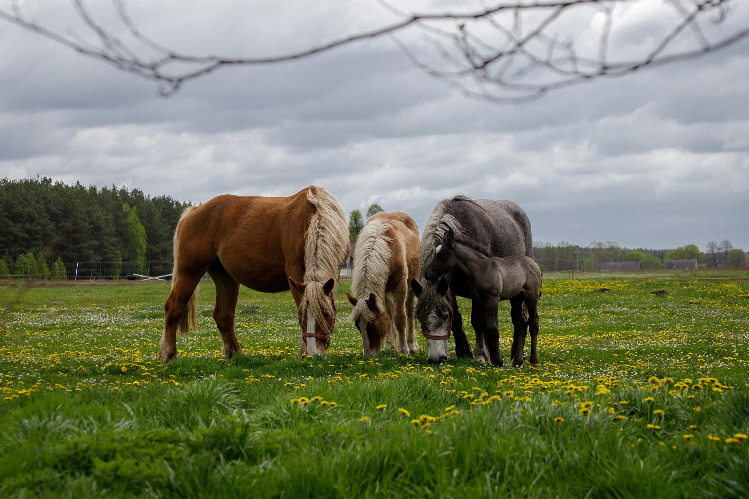Some Perspective on Spring Laminitis