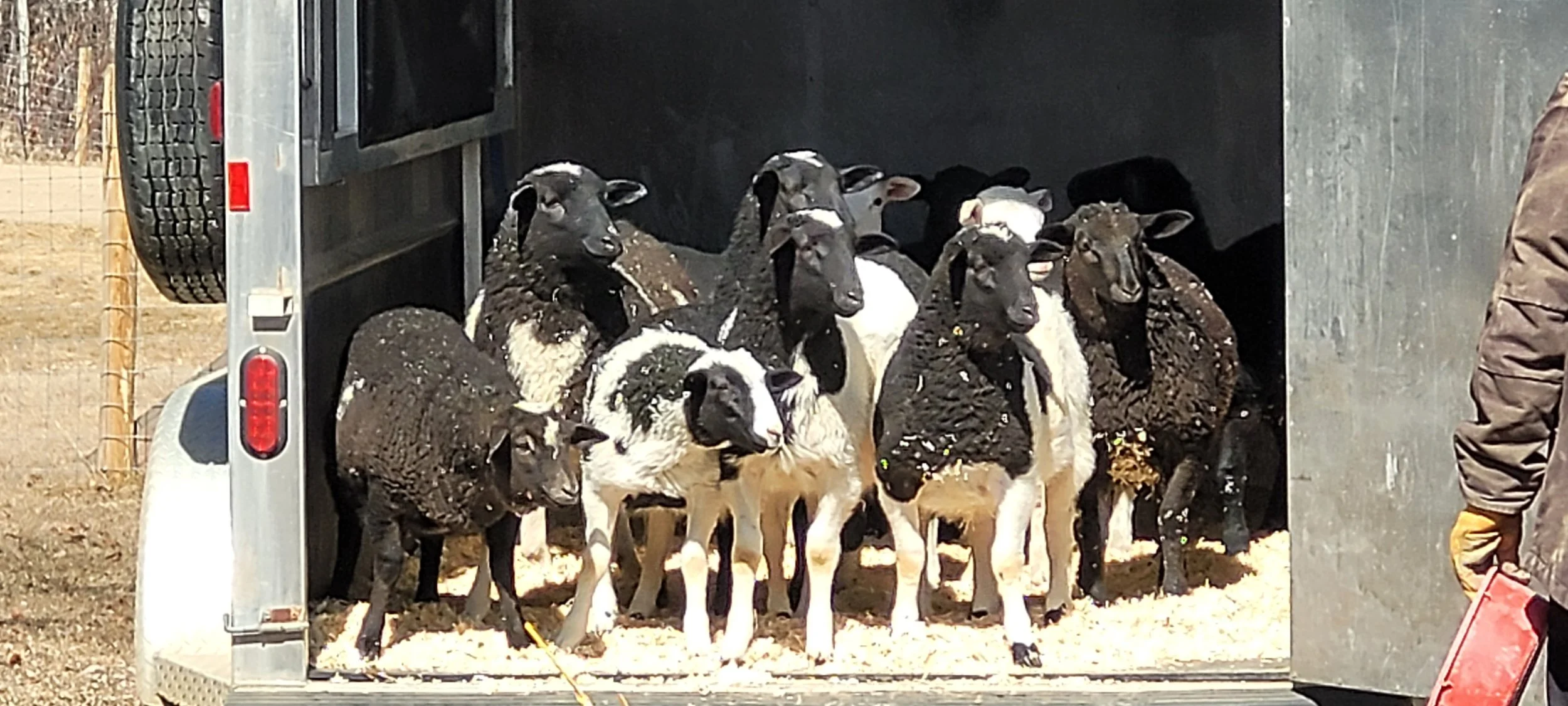 Turning Knowlege into Practice - Nature Assisted Pasture Construction