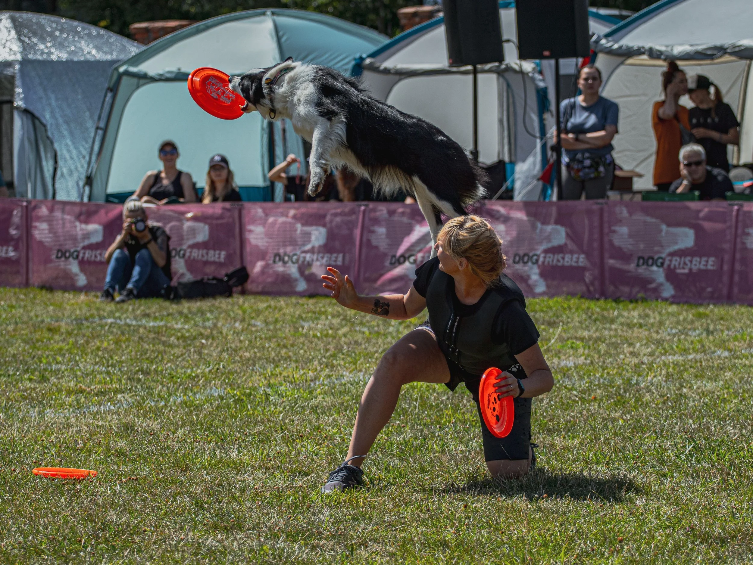 Why Dog Sports? 