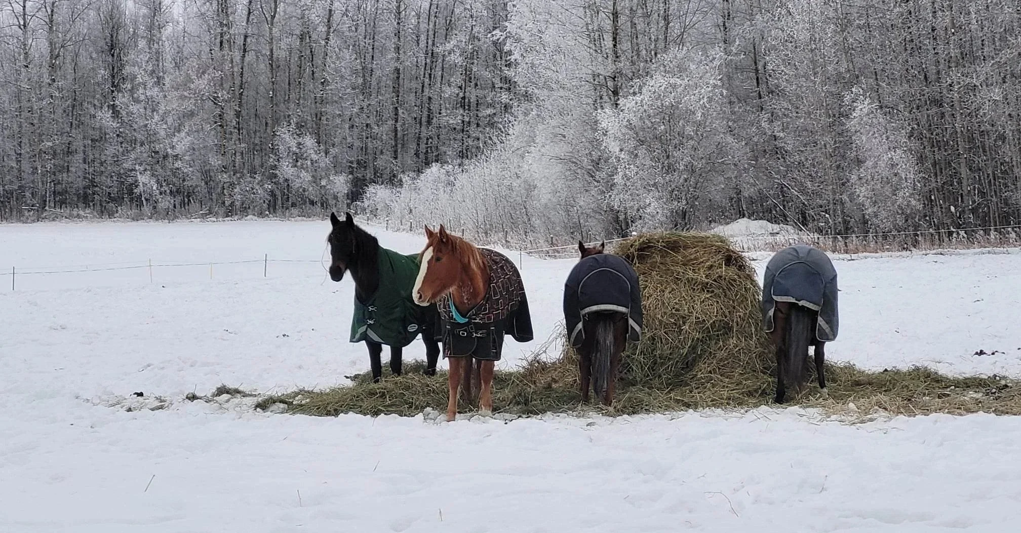 Are you resisting the upcoming winter chores? We have some ideas that may help make them a whole lot easier!