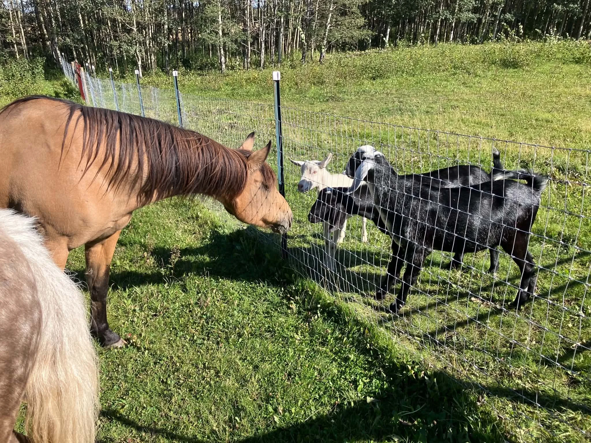 There’s a “BLEEPING” Goat in the Yard!!!