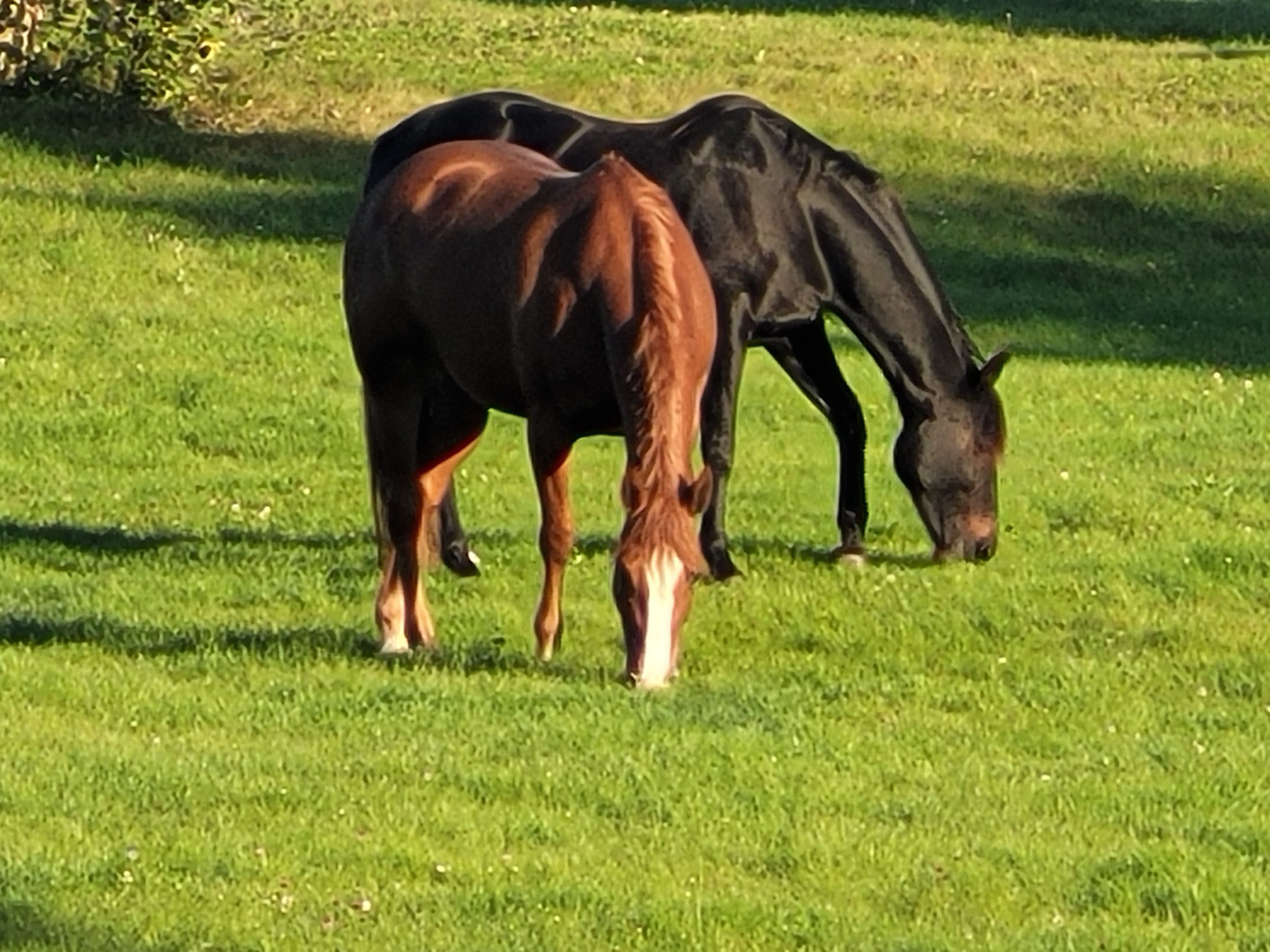 green healthy pasture.jpg