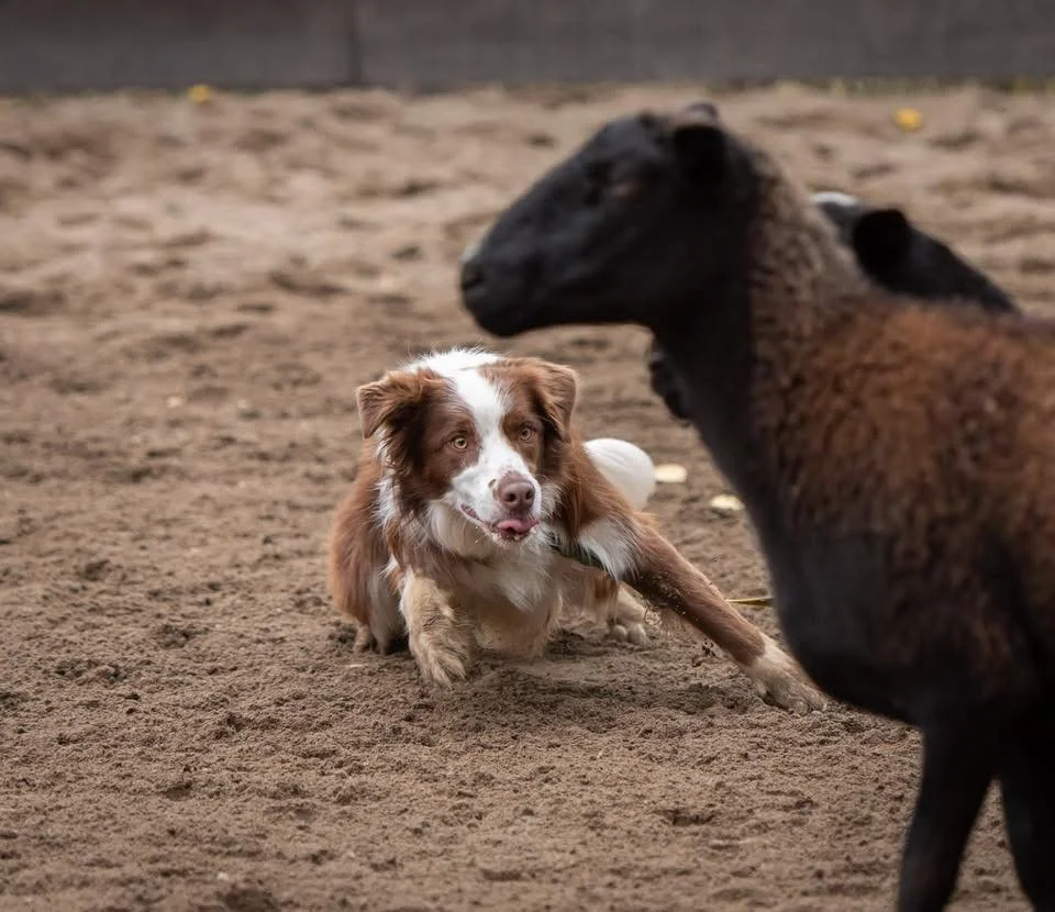 Herding