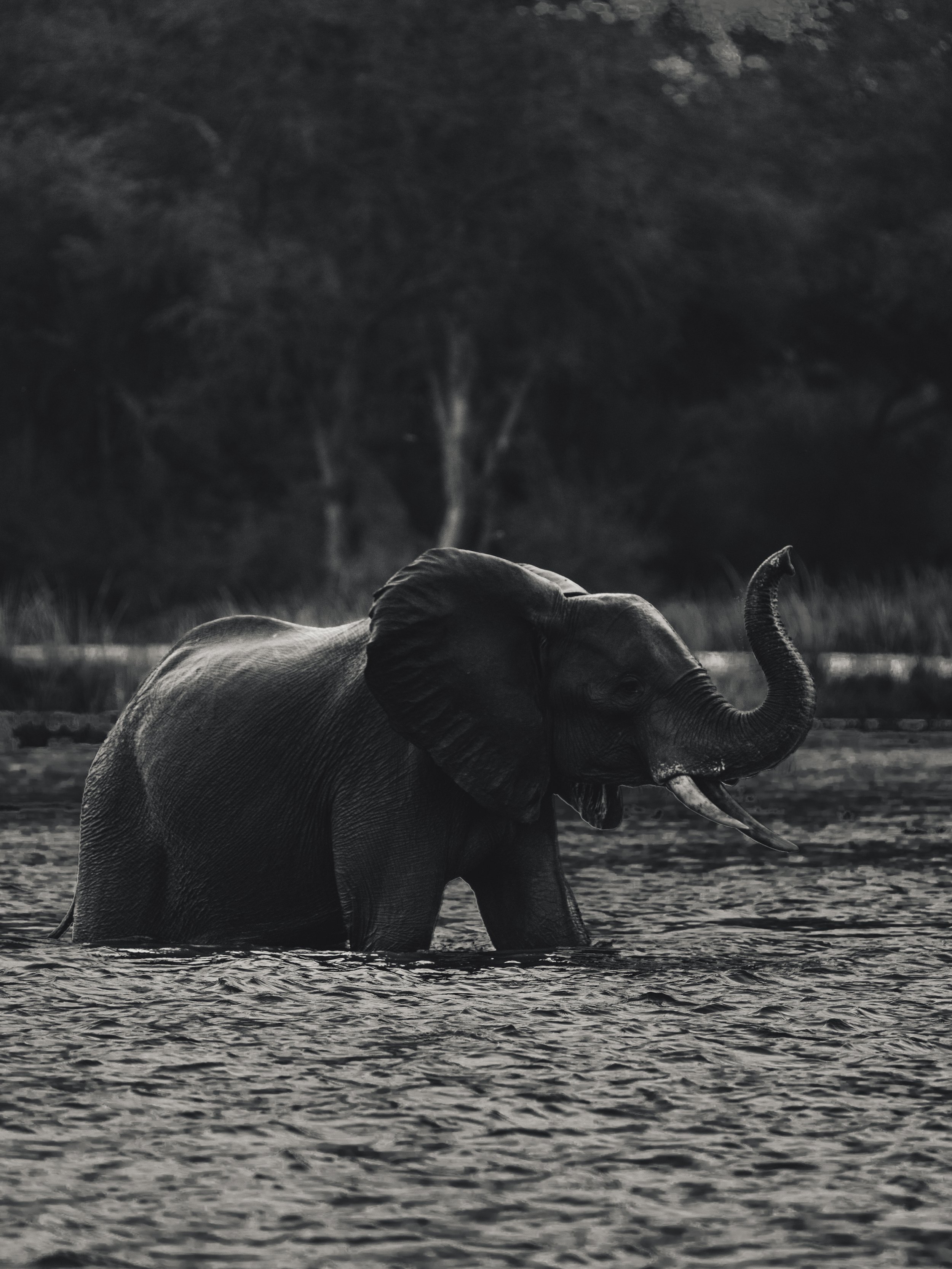 Extraordinary black and white shot of an Elephant