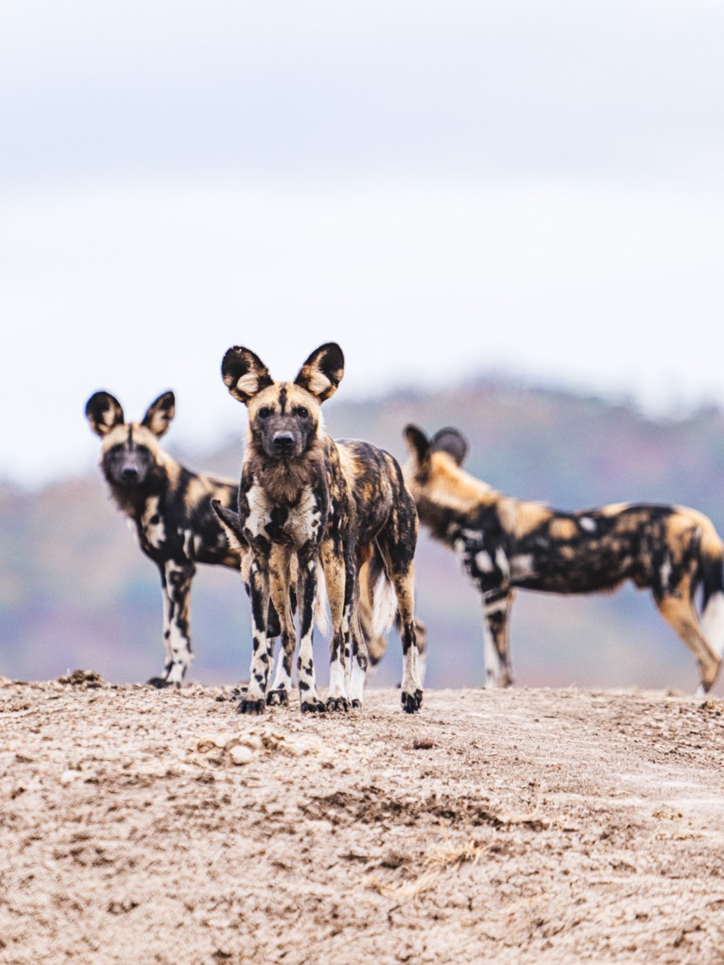 Painted dogs looking at camera