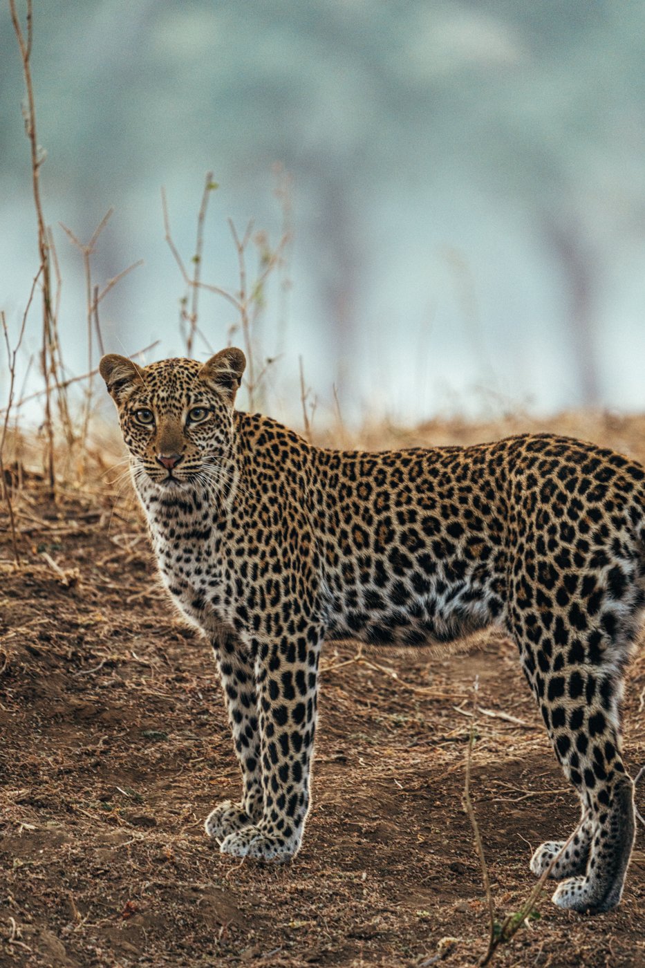 Lower Zambezi National Park's wildlife