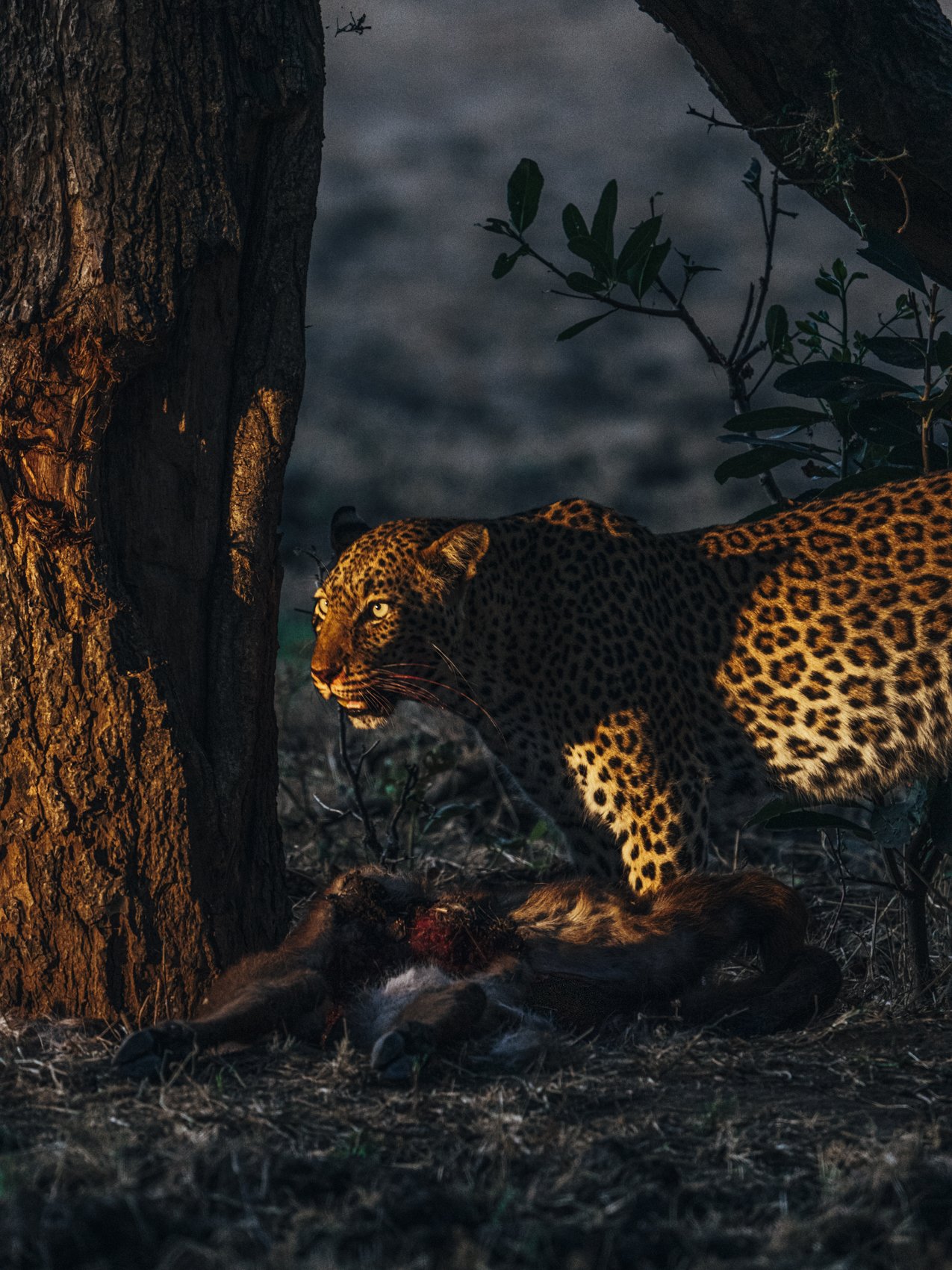 Leopard-Feeding-Night-Drive.jpg