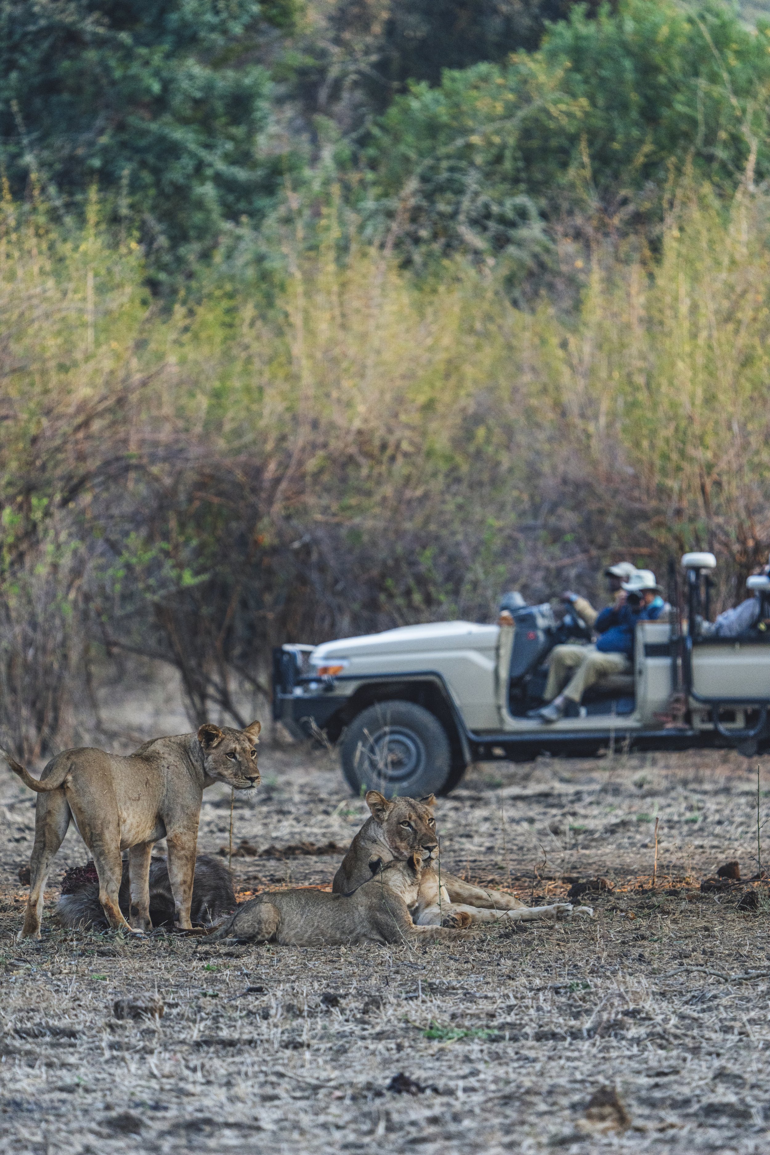 Unique safari experience in Zambia provided by Anabezi