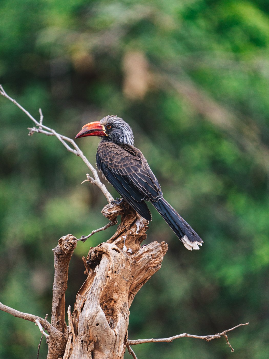 Birds at Anabezi Luxury Camp in Zambia