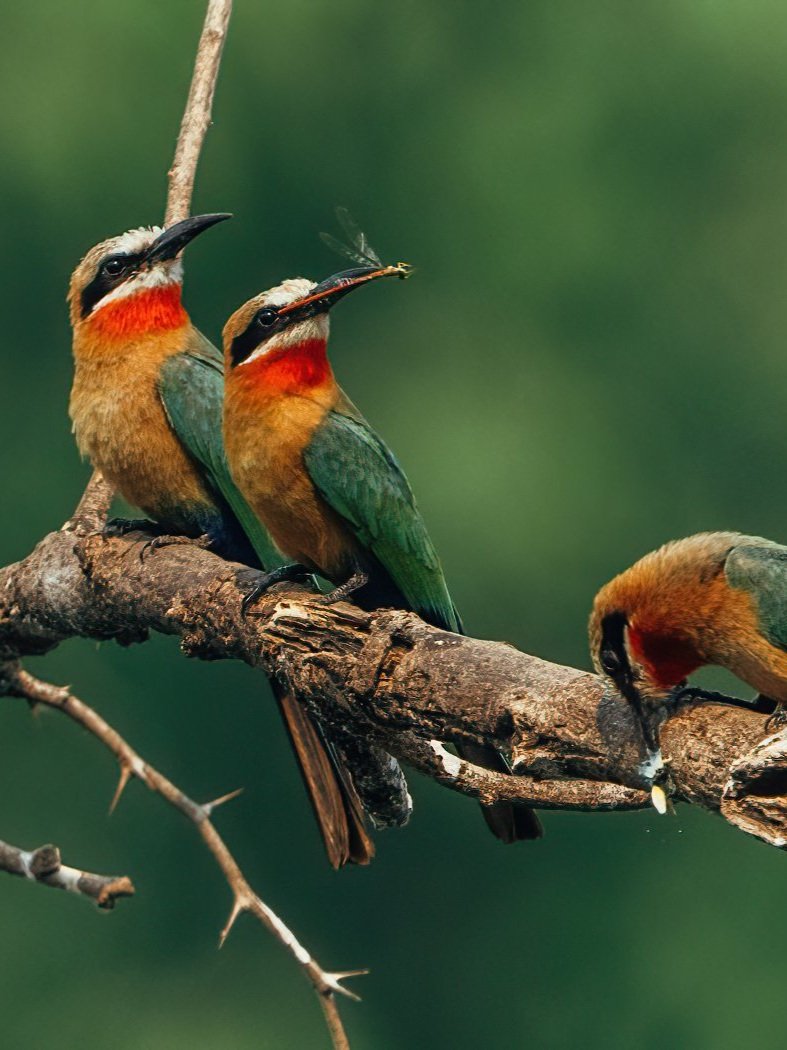 Birds at Anabezi Luxury Camp in Zambia