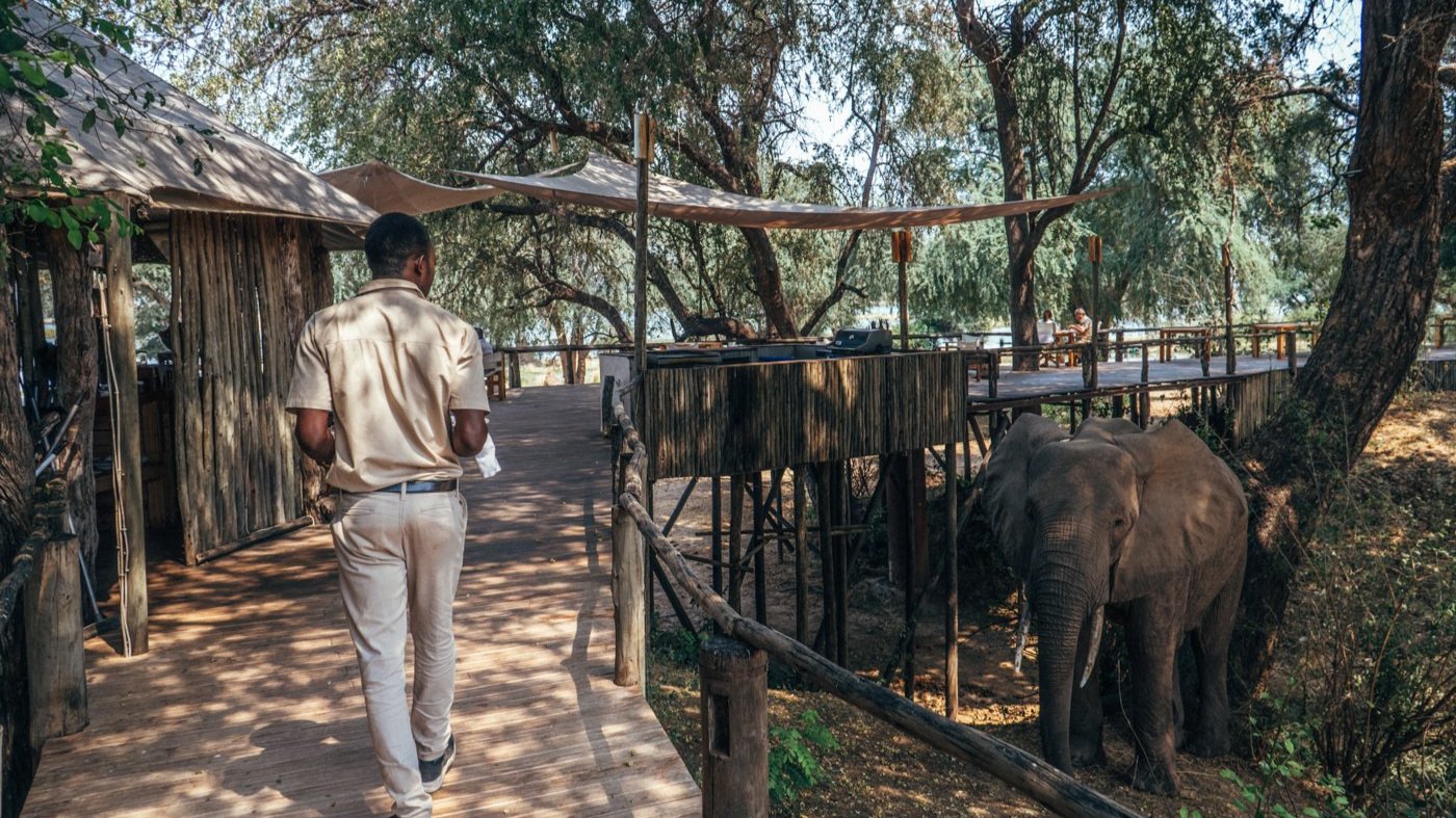 One of the staff members looking at an elephant