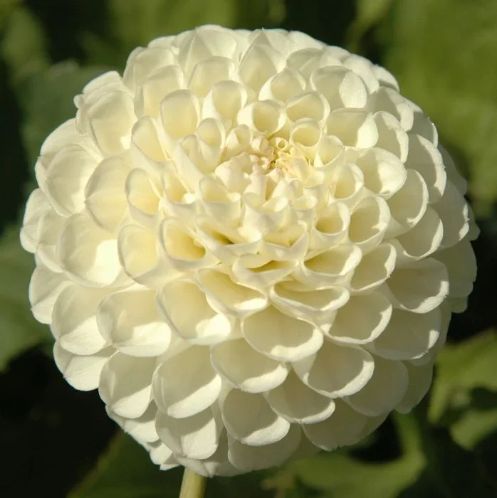 White Nettie Dahlia Tuber