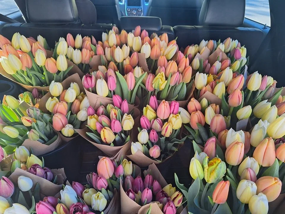 Be Mine, Valentine Tulips💕