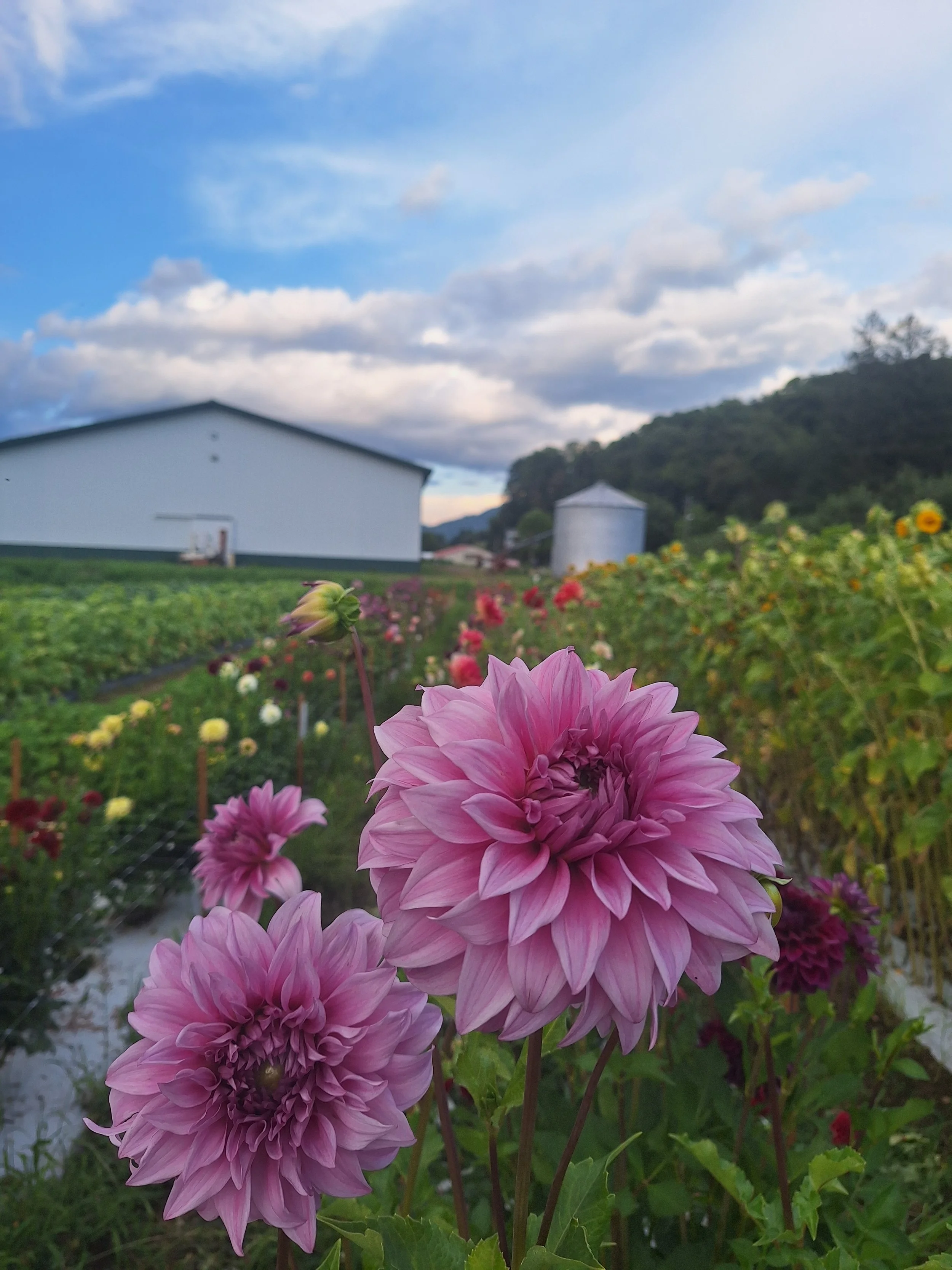 Dahlia Tubers Available for Purchase Online