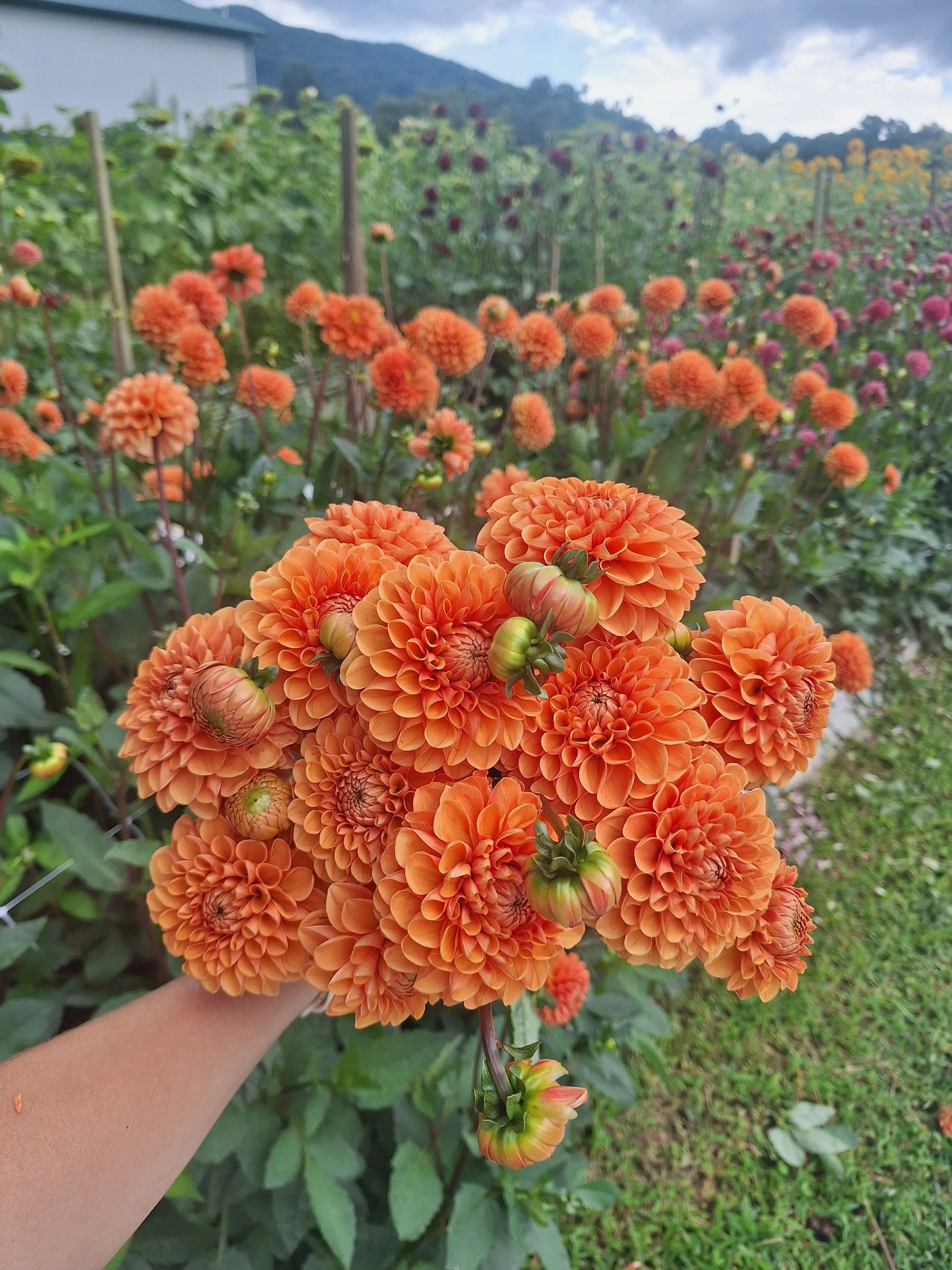 Dahlia Bunches