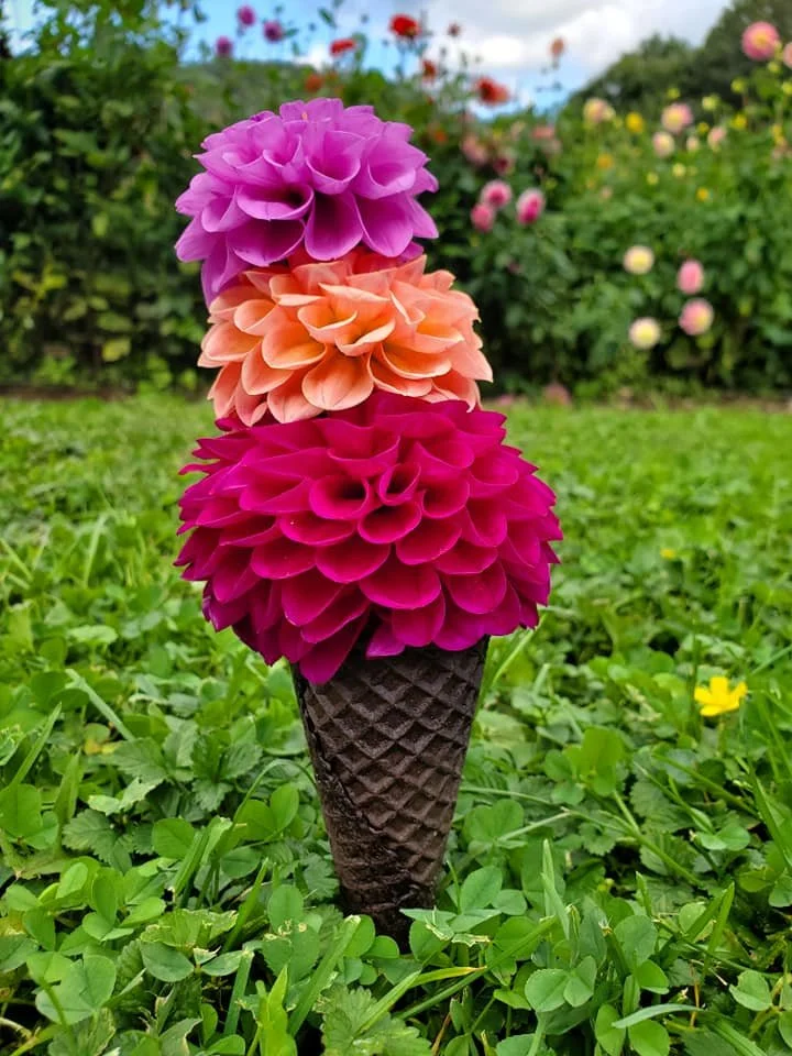You-pick Flower Field Closes for the Season
