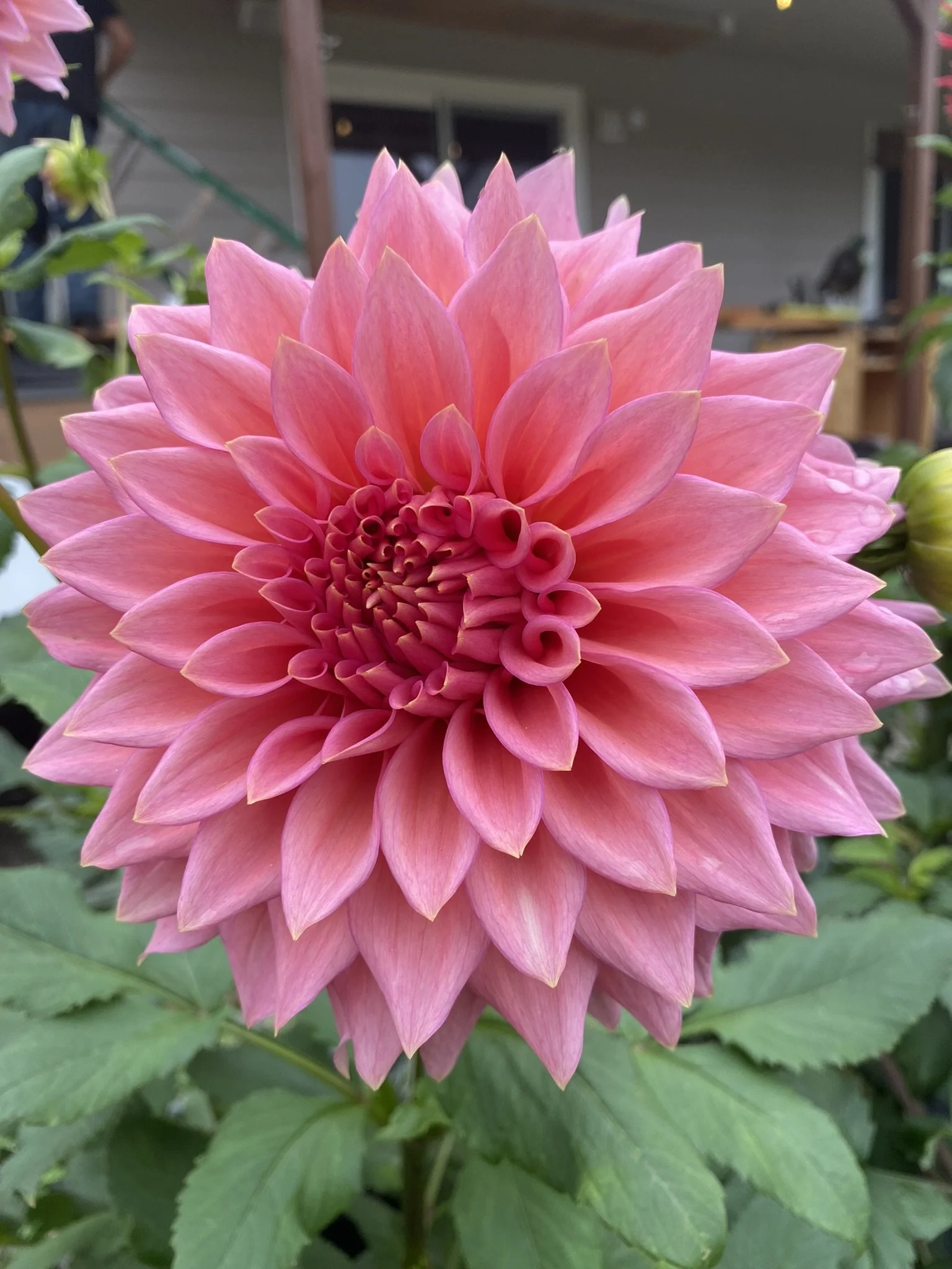 Wyn's Pink Pearl Dahlia Tuber