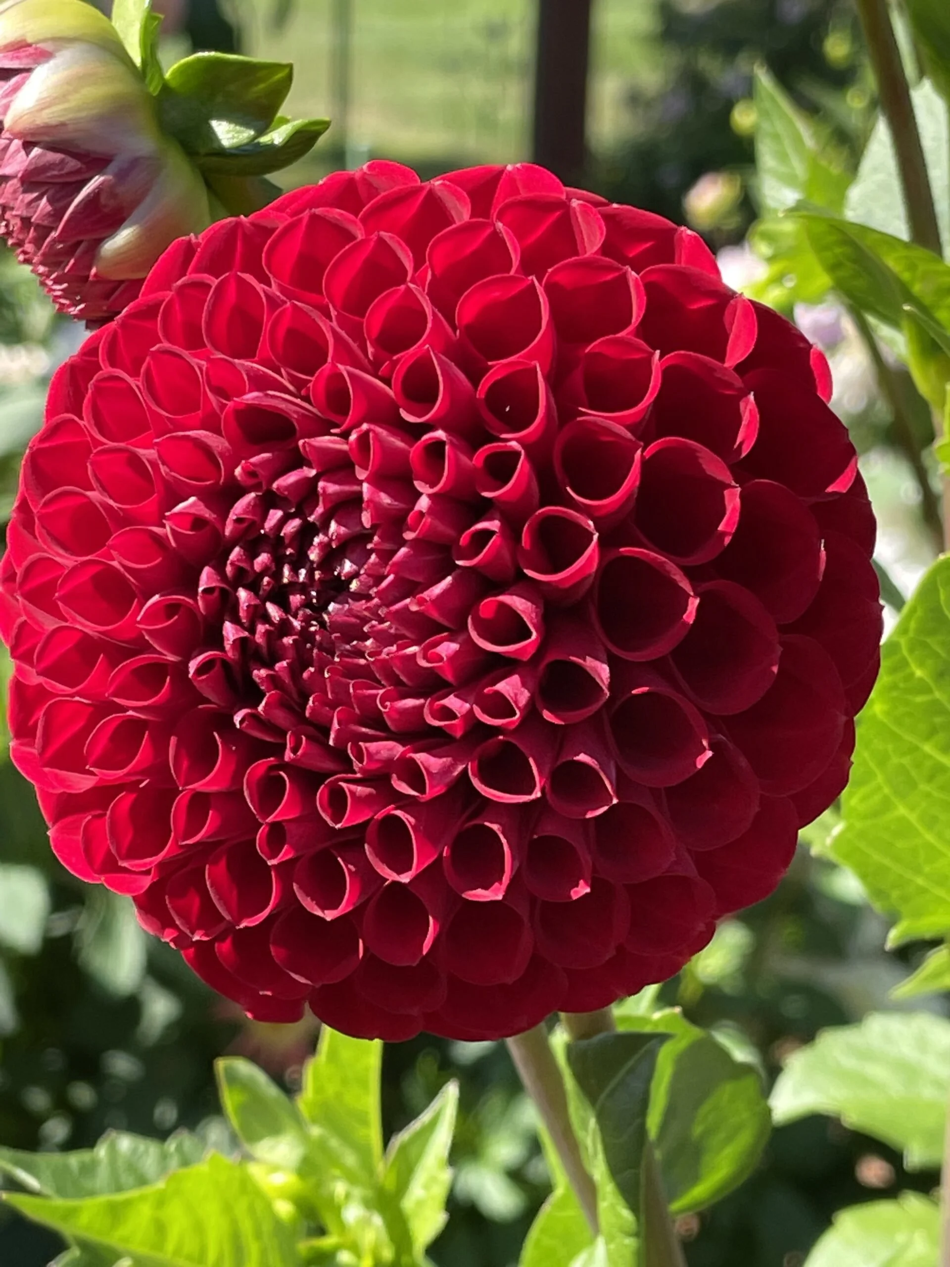 Cornel Red Dahlia Tuber