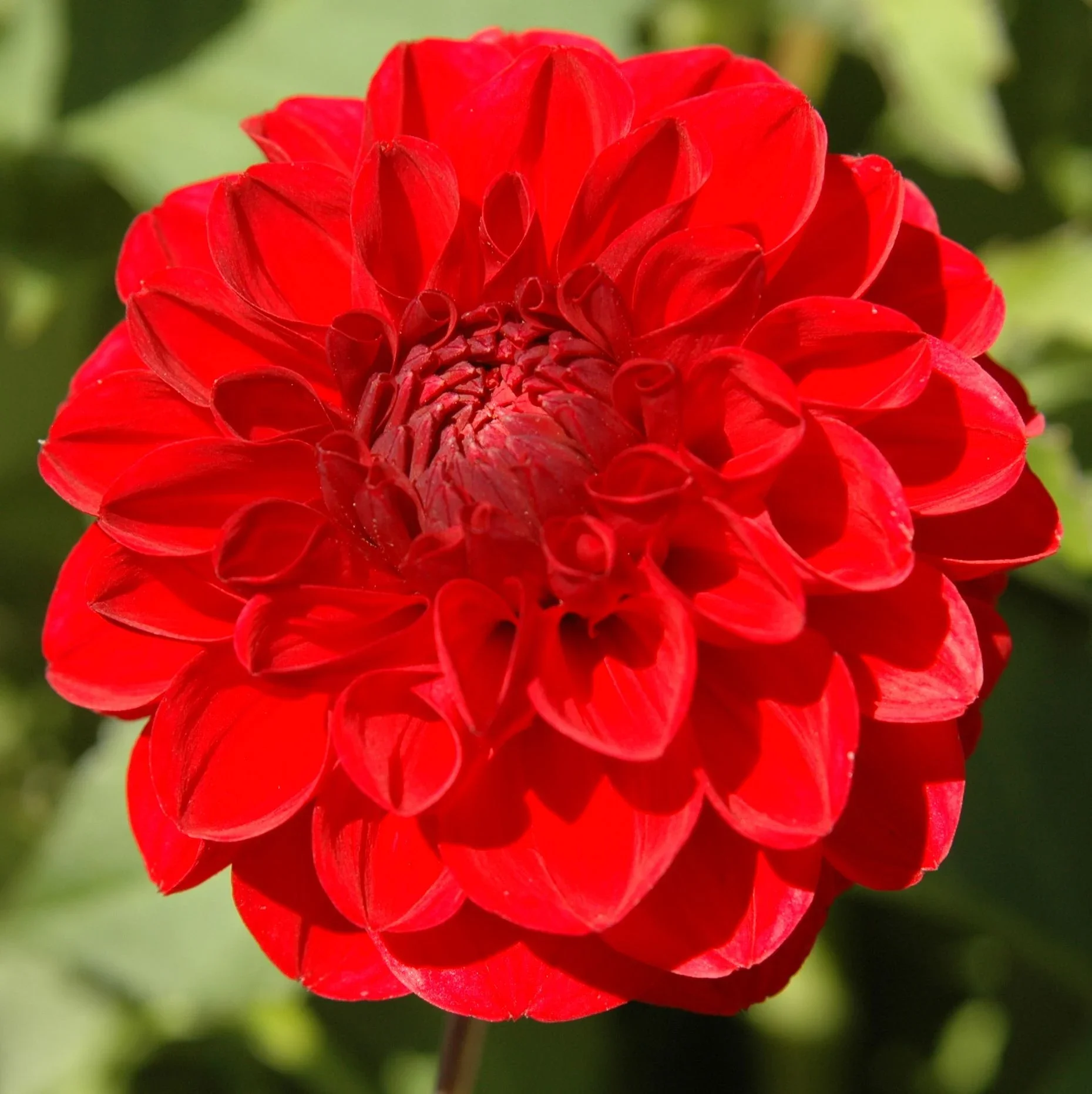 Smarty Pants Dahlia Tuber