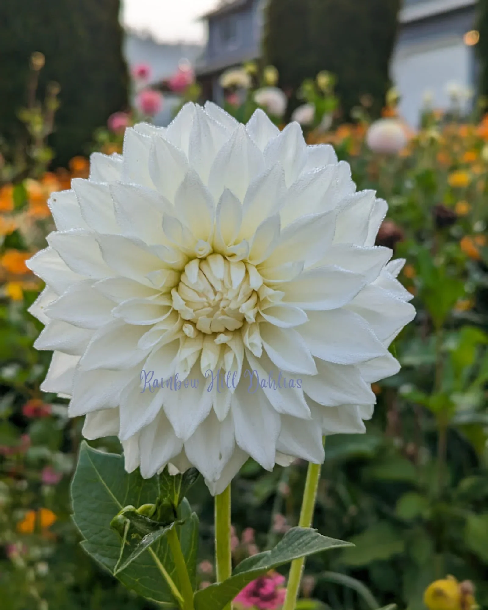 Allie White Dahlia Tuber