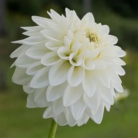 Blizzard Dahlia Tuber