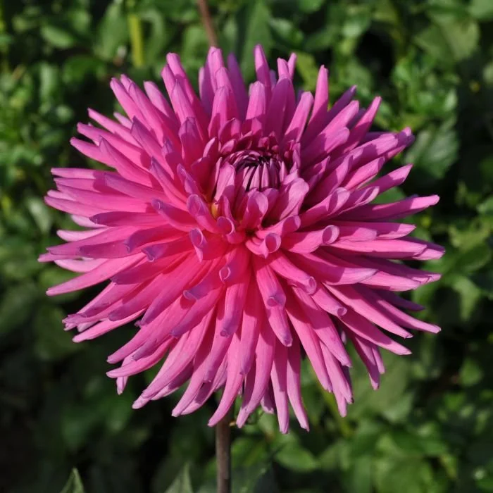 Mollinator Dahlia Tuber