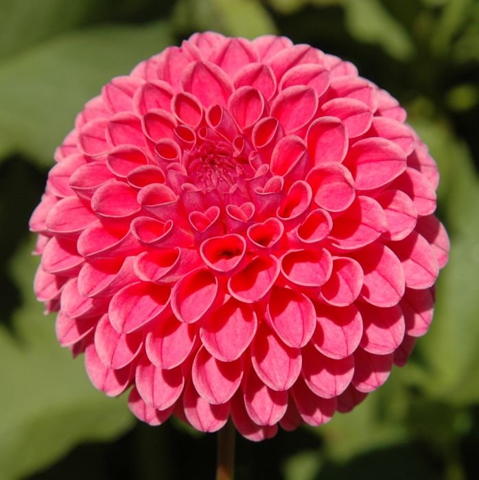 Rebecca Lynn Dahlia Tuber