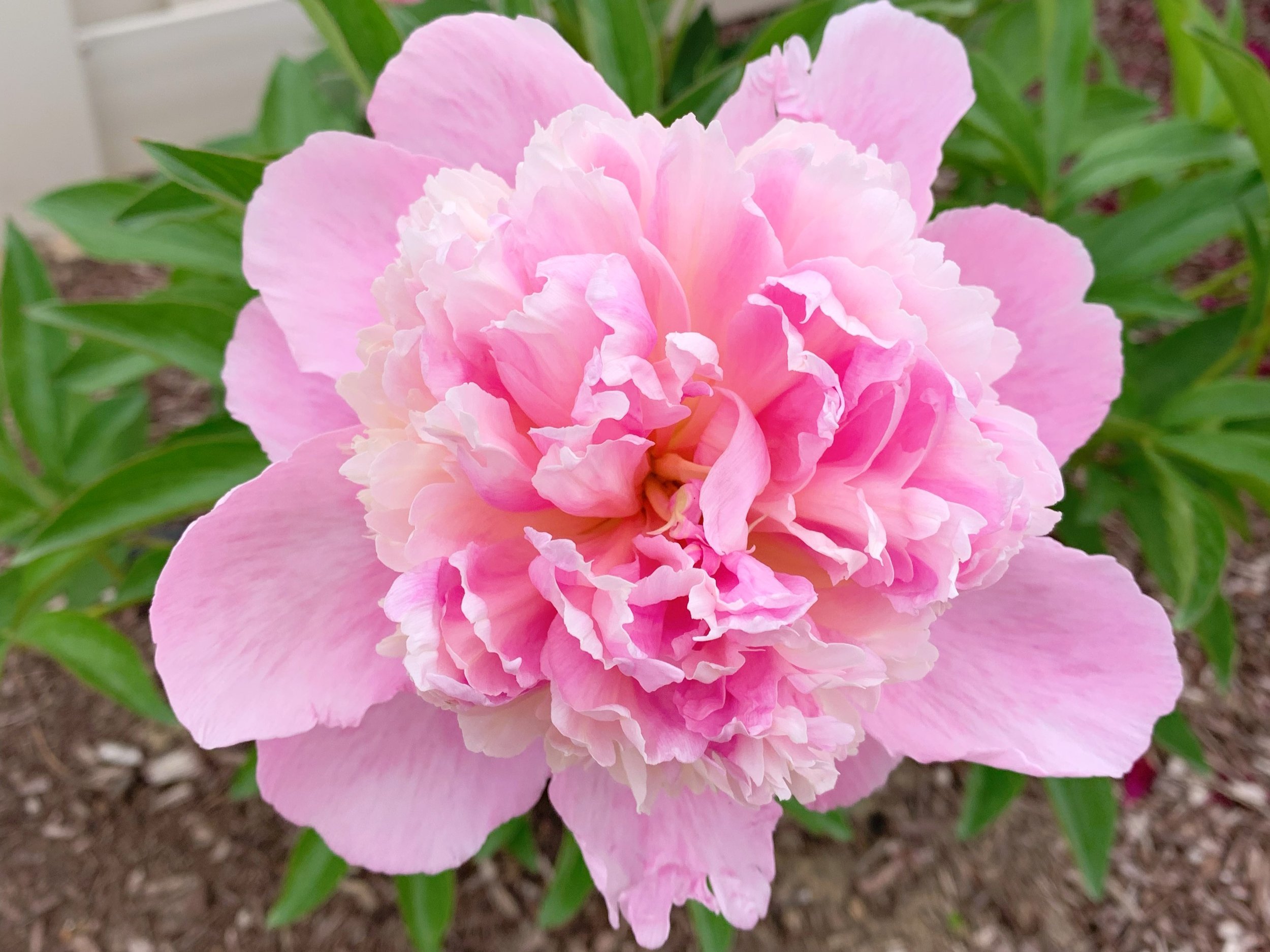 Whopper+Peony+2.jpg