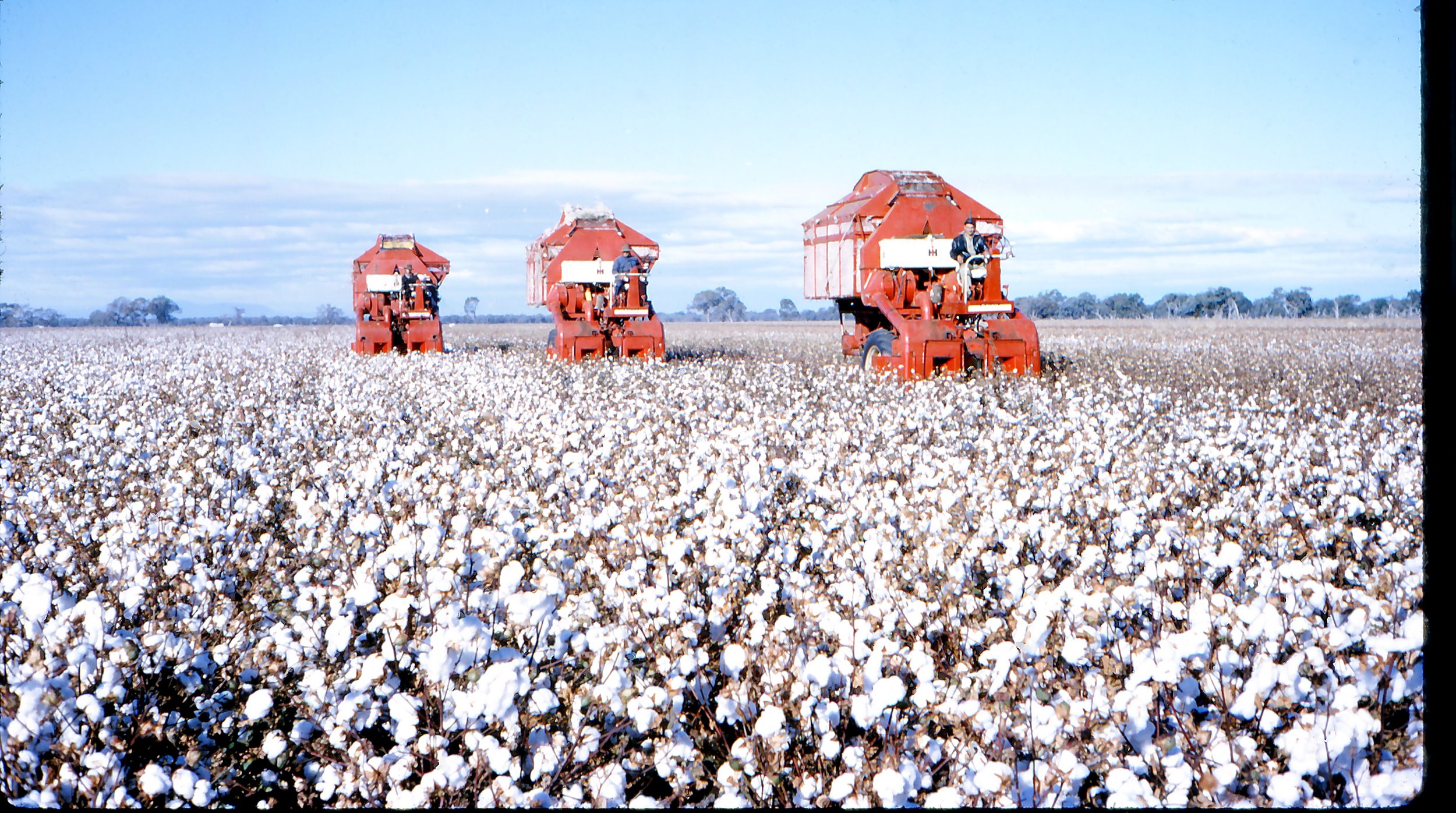 Cotton Picking 1966.jpg