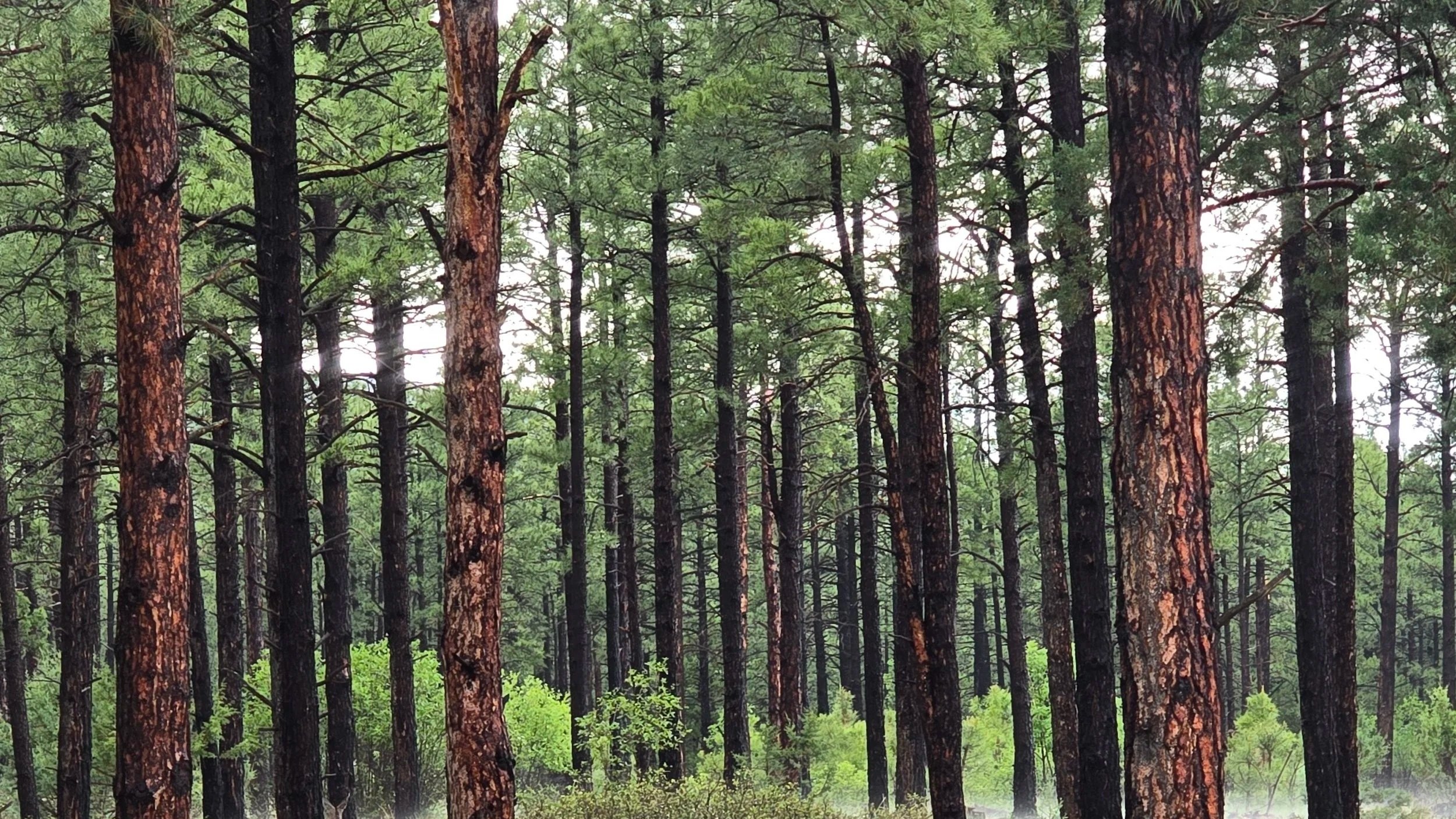 HeadeBackground image of tall pine trees in the forest. Header says "Meet the Board of Directors"