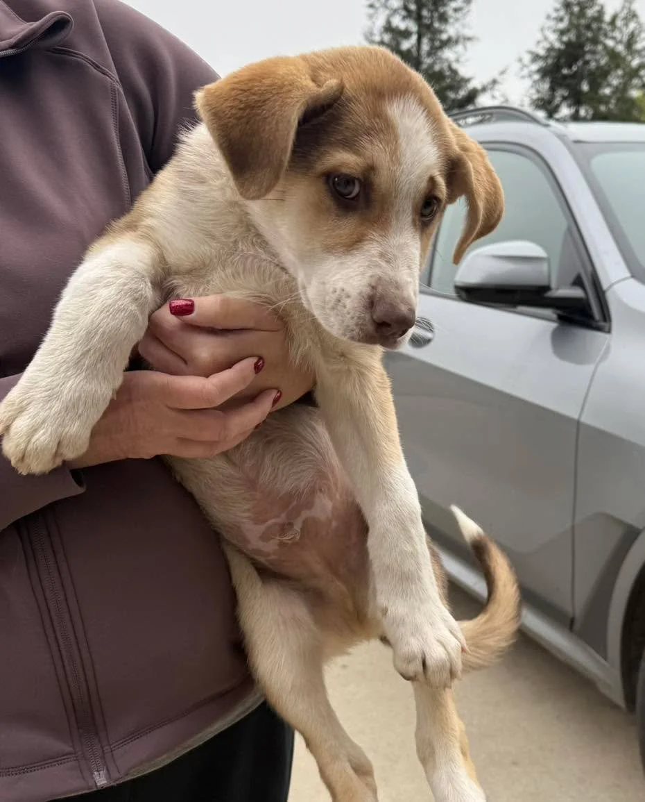 Found puppy!

Super friendly and seemingly healthy. He was found in an orange grove near Ashlan and Zediker in Sanger/east Clovis. 

He is safe and secure until owners are found - please send us a message if you know where he belongs!