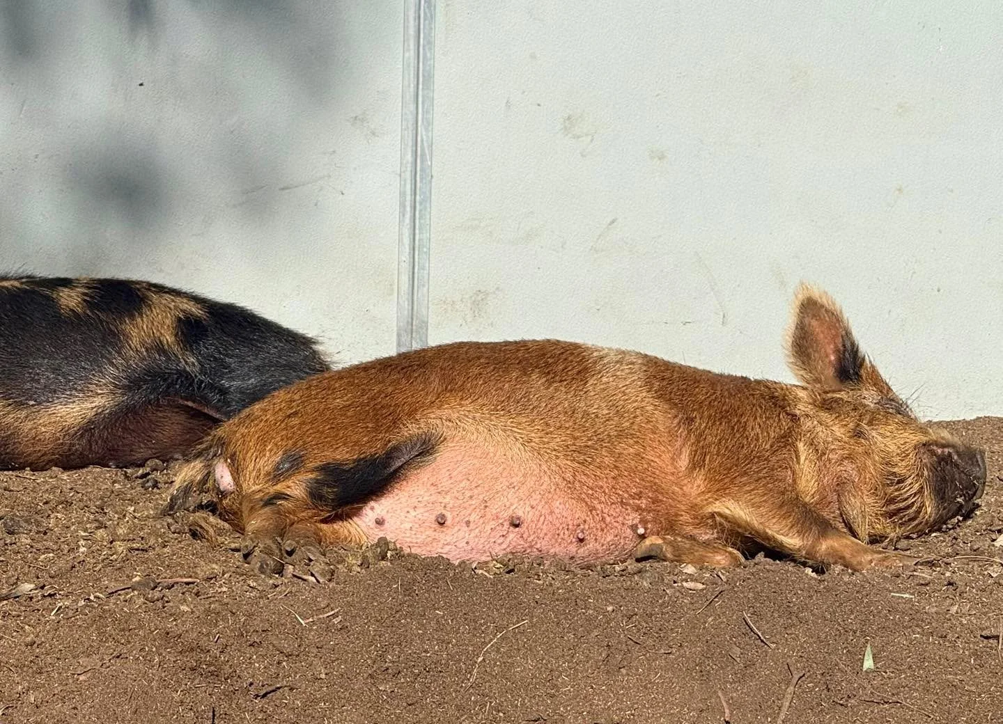 Pink piggy belly to start off the week 🐽

All of the animals are LOVING the sunshine ☀️ the pigs, goats, cats, and horses spend almost every afternoon napping like this - albeit STILL in the mud 😅 we are optimistic to finally be able to ride this w