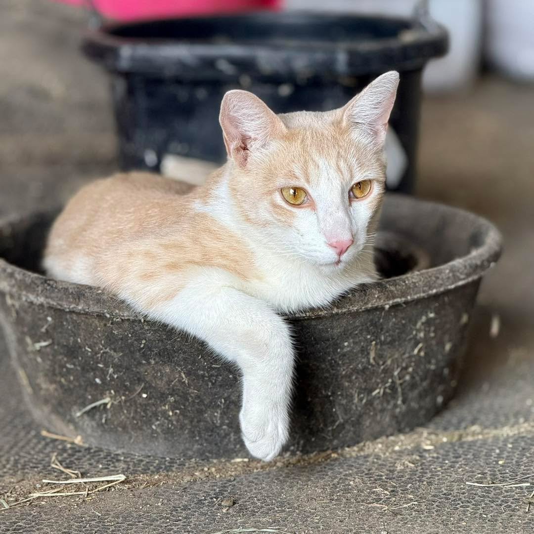 Spring updates -

We have reached out to all approved students with spring information. Reminder that the first tuition installment is due by Friday evening to secure the space on our calendar. After this, we will be opening up to any waitlisted stud