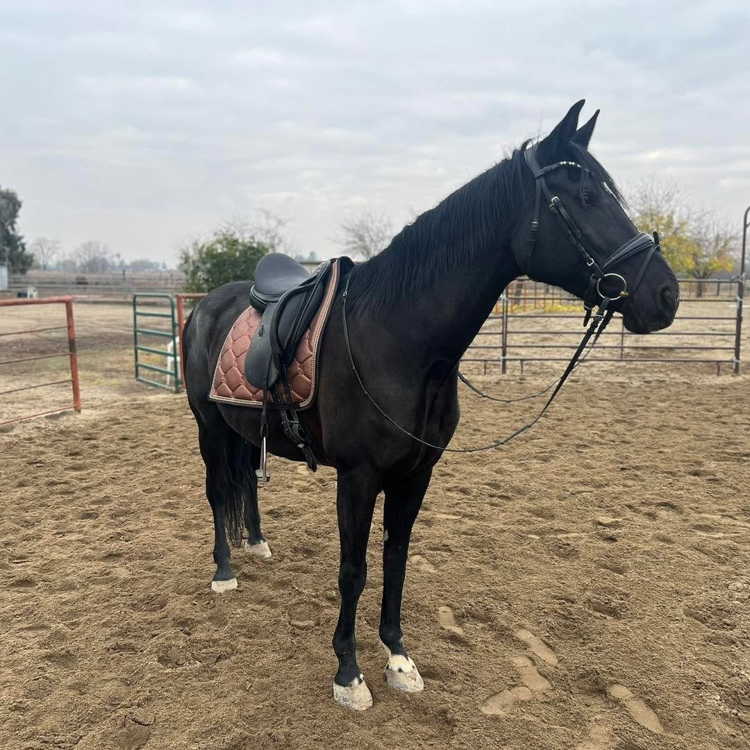 We are seeing drying progress! Lessons are cancelled for tomorrow as arenas are still slick, but we are hoping another several hours of sunshine will allow Tuesday to proceed as scheduled. Reminder to check your emails the evening prior for any unluc