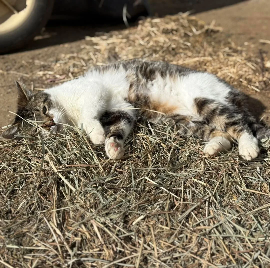 The cats reject their cozy fluffy beds in favor of the horse&rsquo;s feed and dinnerware 🙄