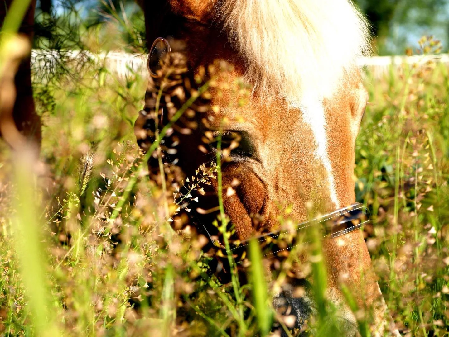 Happy 26th birthday to the super pony 🎉

There are not enough words to describe Bounce. She is truly a once in a lifetime horse, the &ldquo;Barbie pony&rdquo; of every little girl&rsquo;s dreams. Sassy, sweet, smart AND stubborn - she is the epitome