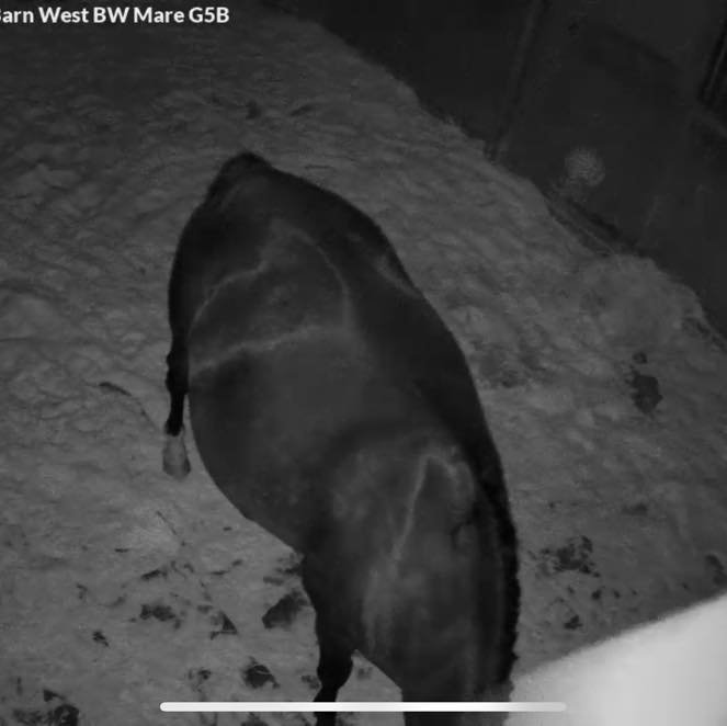 Well - due date has now come and gone 🫠

Little glimpse into the average foal watch night. Lots of snacking, sleeping, waddling 🦆 

It&rsquo;s day 341 and we&rsquo;re now as wide as we are tall. 15.3h to be exact. 

Eviction notice coming soon&hell
