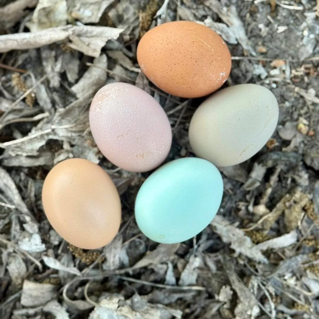 No need to dye Easter eggs when the farm fresh baskets look like this 🐣